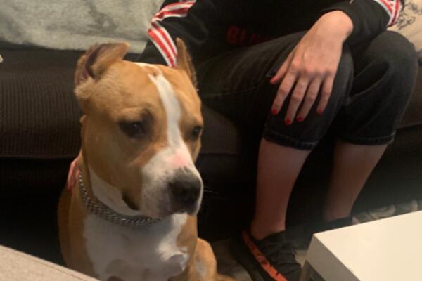 NESTAO PAS U BLIZINI CVETKOVE PIJACE: Ukoliko ga primetite, obavezno kontaktirajte VLASNIKA!