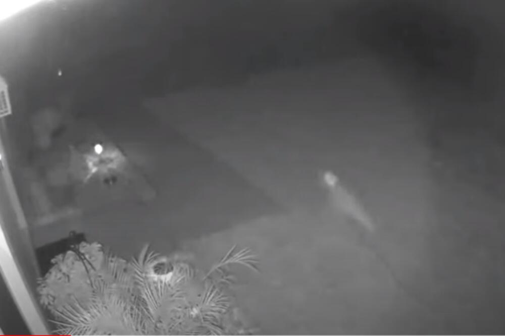 ZAPAZILA NEOBIČNO STVORENJE U SVOM DVORIŠTU: Pokrenula BURNU RASPRAVU, niko ne zna šta je u pitanju (VIDEO)