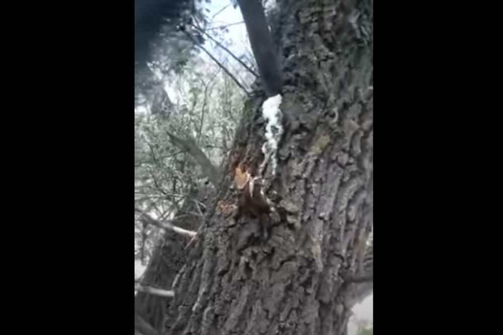 NEVIĐENO ČUDO NA ĐURĐEVDAN U PORTI CRKVE NA KOSOVU: Svi su u šoku gledali u ovo DRVO, NEVERICA! (VIDEO)