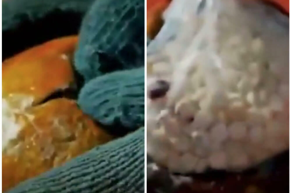 ZABRANJENO VOĆE! SAUDIJSKA ARABIJA ZABRANILA UVOZ VOĆA I POVRĆA IZ LIBANA: Dobili narove pune DROGOM (VIDEO)