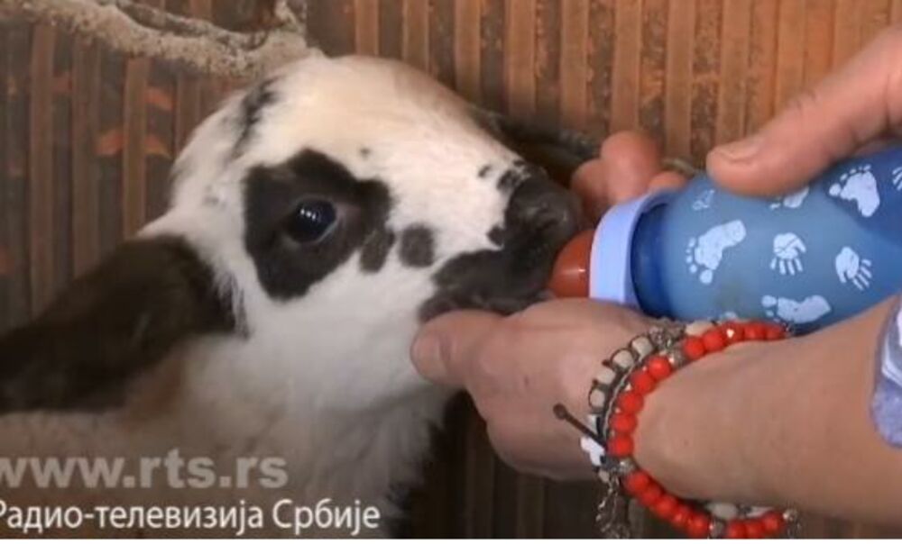 Gazdinstvo Milosavljević, Milan Milosavljević, Zorica Milosavljević, Jagnje