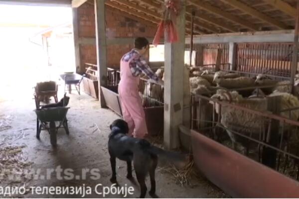 MILOSAVLJEVIĆI SU NAPUSTILI GRAD I SADA KRAJ MORAVE IMAJU FABRIKU BUDUĆNOSTI: Uopšte se nisu pokajali