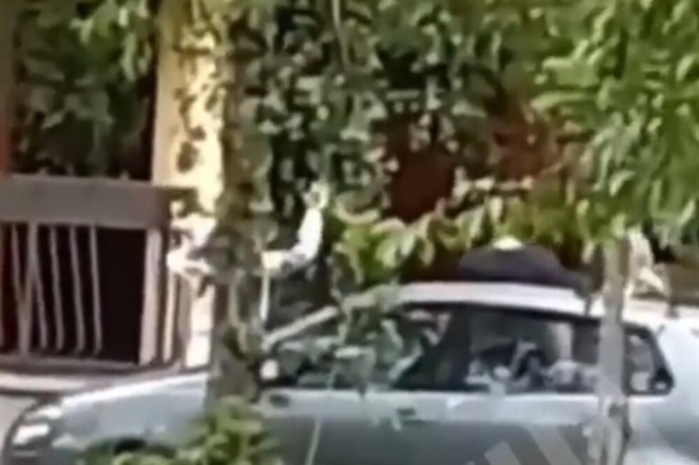 SILEDŽIJA IZ SVE SNAGE UDARAO DEVOJKU I PSA: Levijatan objavio monstruozan snimak, SAČEKAO IH JE NA ULAZU! (VIDEO)