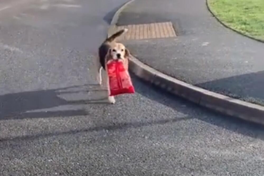 MEDENI BIGL POBEGAO OD KUĆE, A KADA SE VRATIO IZNENADIO: Nije došao "praznih ruku" (VIDEO)