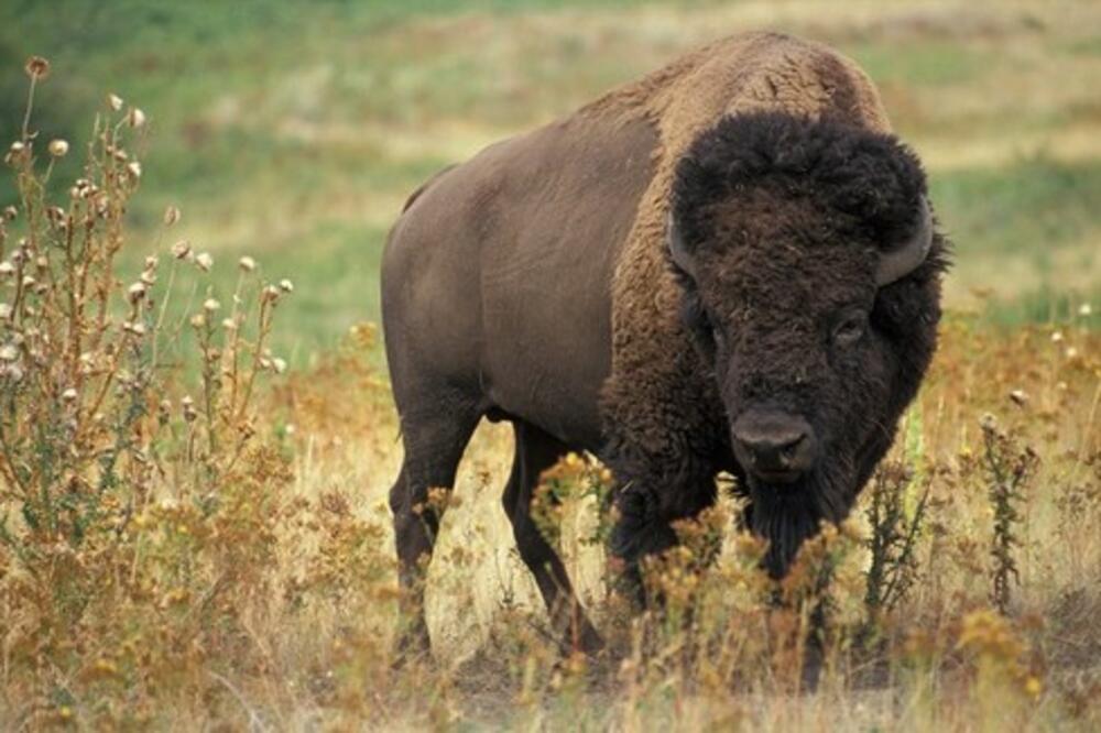 VIŠE OD 45.000 LJUDI SE PRIJAVILO za lov na bizone