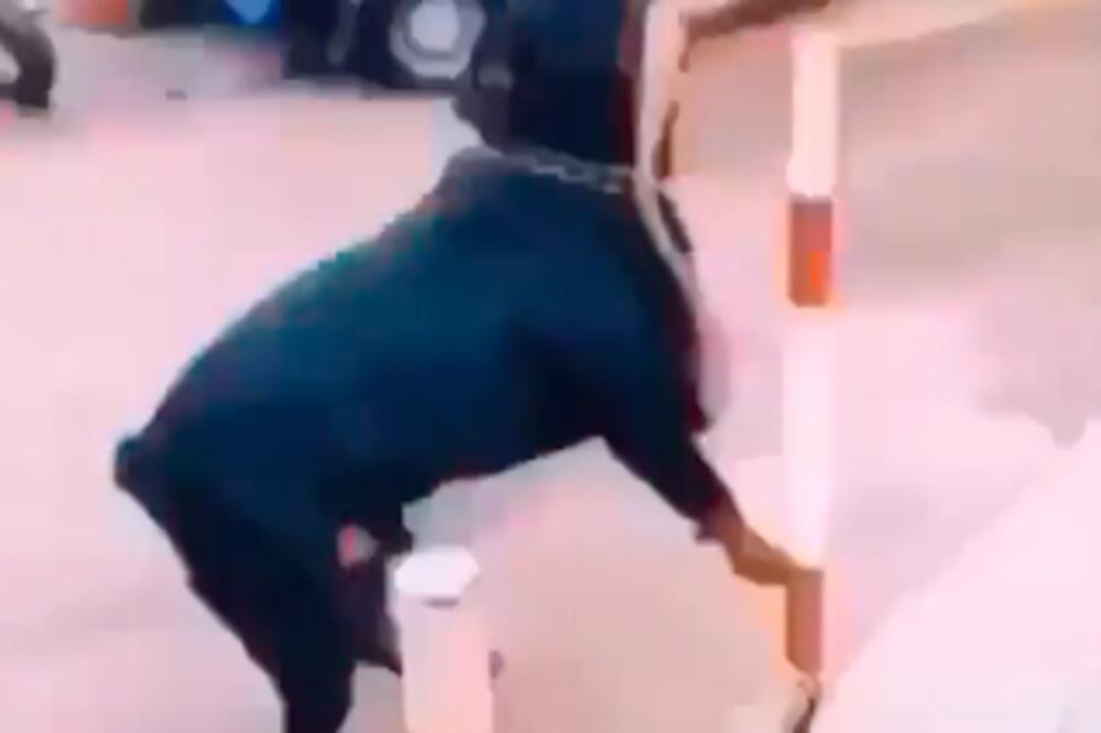 IZAZIVAO JE I NERVIRAO OGROMNOG ZAVEZANOG ROTVAJLERA: Na jednu stvar nije računao! (VIDEO)