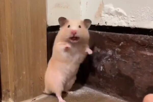 DA LI STE VIDELI NEŠTO SLAĐE? MALOG HRČKA PREKINULI U POSLU: Njegova reakcija je URNEBESNA! (VIDEO)