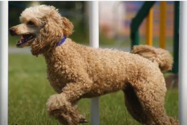 OVE RASE PASA SE SKORO NIKADA NE LINJAJU: Ako imate DECU, ovo je najbolji izbor KUĆNOG LJUBIMCA