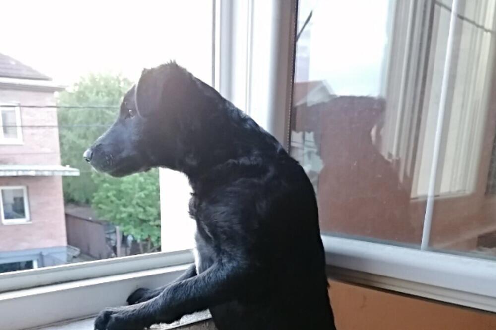 SEĆATE SE PRESLATKE LUNE KOJA JE PRONAĐENA NA AUTOPUTU? Napunila je 4 meseca, a NIKO JE NE ŽELI! Pa vidite je samo!