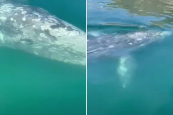 MLADI SIVI KIT ZALUTAO NA MEDITERAN I POKUŠAVA DA NAĐE PUT KUĆI! Naučnici zabrinuti da neće preživeti (VIDEO)