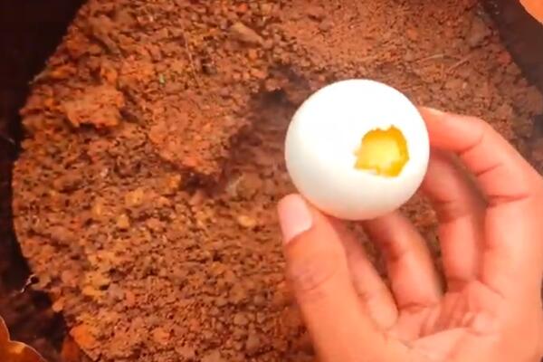 GENIJALNA IDEJA: Kako da vam biljke rastu i budu zdrave? TRIK JE U JEDNOM OBIČNOM JAJETU (VIDEO)