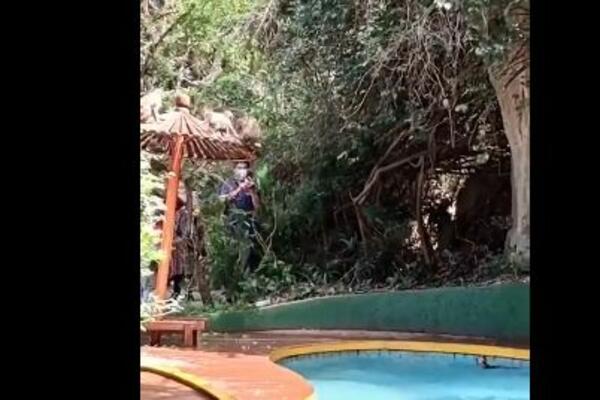 NAJVEĆE UŽIVANJE NA SVETU! Svima se javi OSMEH NA LICU kad pogledaju šta rade ovi MAJMUNČIĆI! (VIDEO)