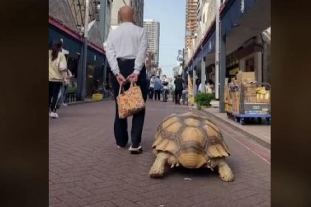 Dok drugi šetaju pse i mačke, on vodi KORNJAČU u šetnju: "Nisam mislio da će baš ovoliko narasti"