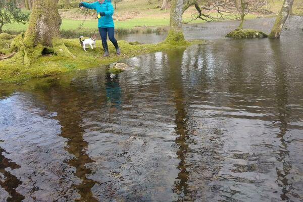 2 PSA SU U SELU ŠEVARICE KOD ŠAPCA SVIREPO I MUČKI UBIJENA: Obesili su ih u šumi! (UZNEMIRUJUĆE FOTOGRAFIJE)