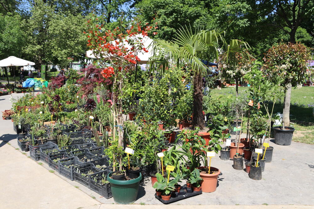 BILJKE KOJE SU IDEALNE ZA KUĆNE USLOVE! Ovo cveće će vam OPLEMENITI DOM, mnogi ga drže u KUPATILU (FOTO)