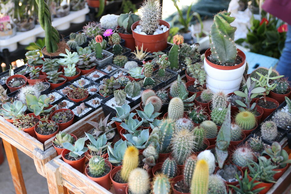 OSMI MART POSTAO JE PRAVA GLAVOBOLJA ZA RODITELJE: Kako smo od jednog karanfila došli do vaučera za putovanje!