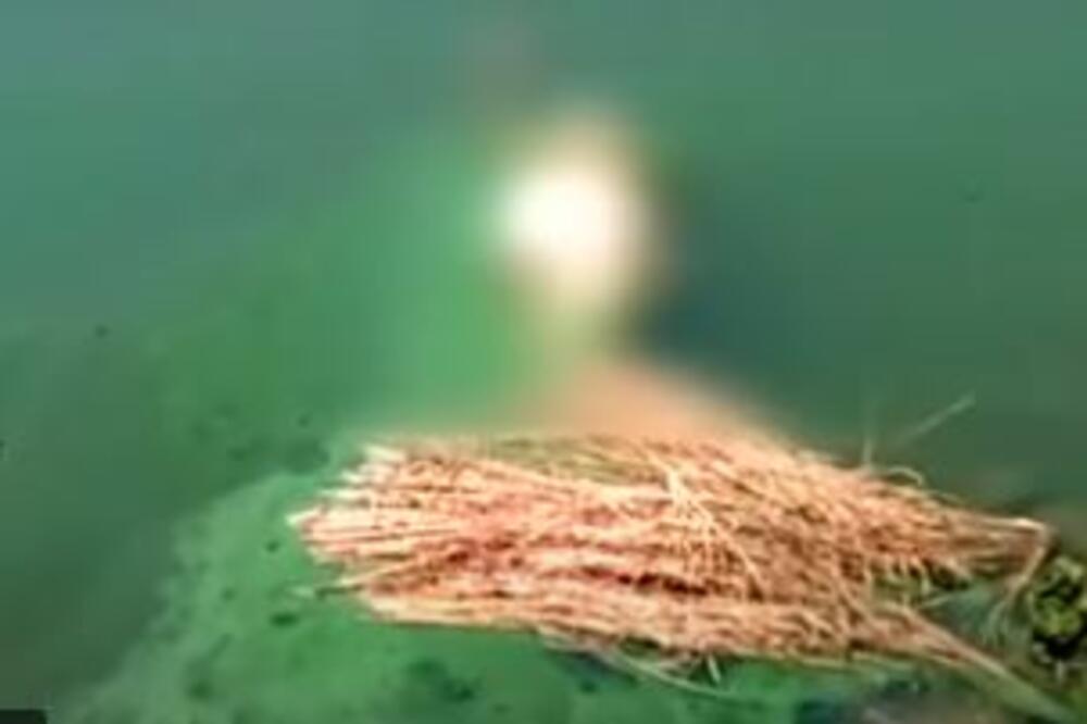 UŽAS! 150 TRULIH LEŠEVA UMRLIH OD KORONE: Plivaju NADUTI po reci - psi im raznose delove tela (UZNEMIRUJUĆI VIDEO)