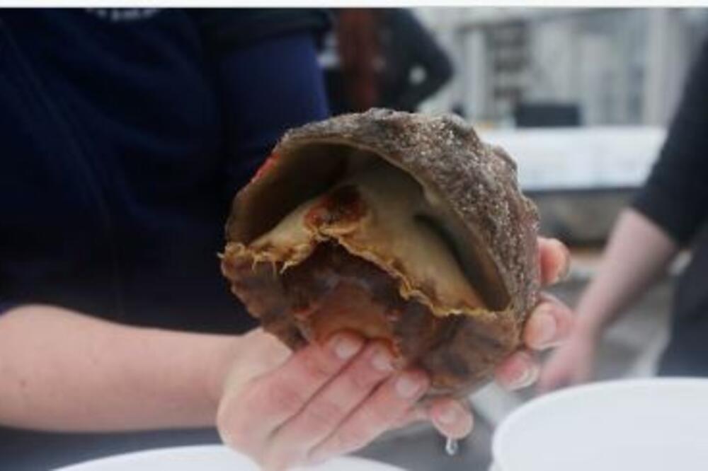 NAUČNICI KUPIDONI ZA BELE MORSKE PUŽEVE: Mućkaju ljubavni napitak za mekušce kojima preti izumiranje!