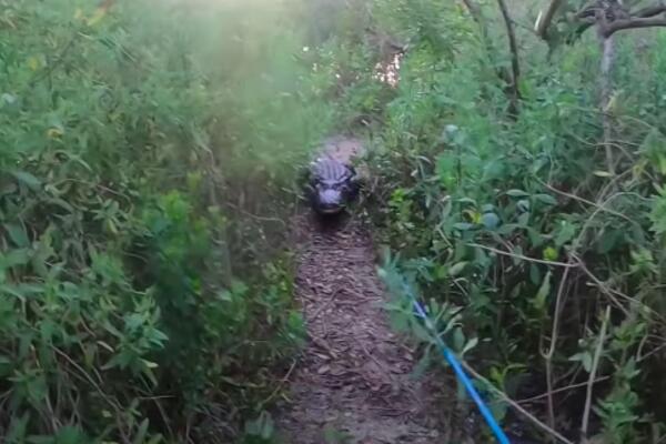 NAJSTARIJI ALIGATOR U SVETU! Muja napunio 85 godina u Beogradu: Za svoje godine je nemiran