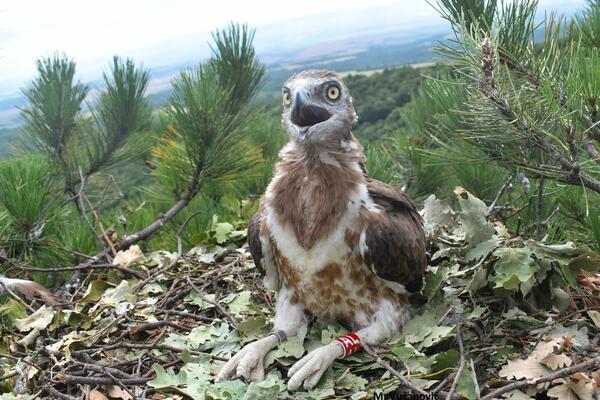 OGNJENKA JE ZAPOČELA PROLEĆNU MIGRACIJU: Krenula je iz Čada ka Egiptu, do NILA JE DOŠLA ZA 5 DANA! (FOTO)