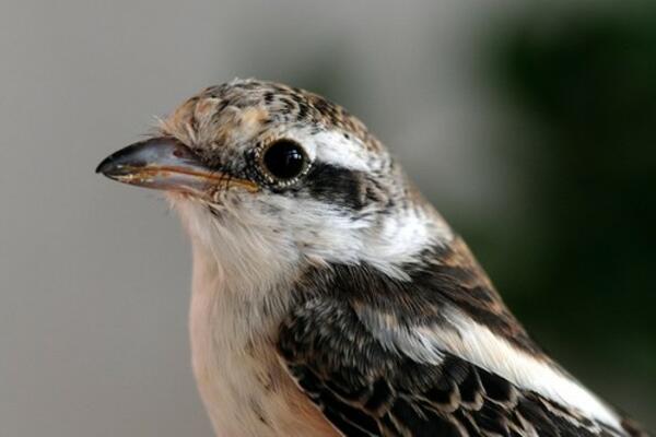 OTKRIVENA NOVA VRSTA PTICE NA PODRUČJU SRBIJE: Upoznajte DUGOREPOG SVRAČKA! (FOTO)