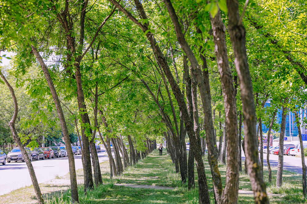 ZASADI DRVO: Svoj posed pretvori u šumu!