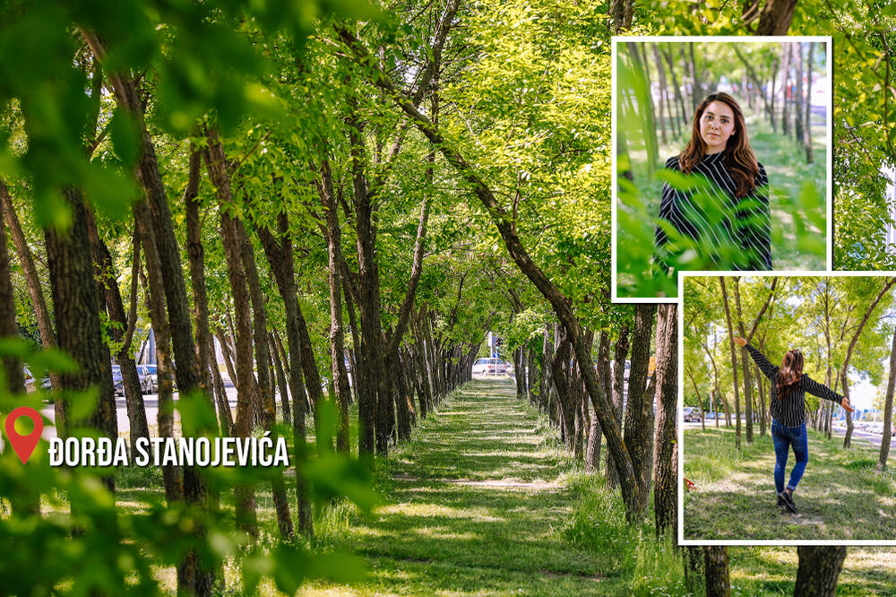 OVO JE ČUVENI DRVORED ĐOKE VJEŠTICE NA NOVOM BEOGRADU: Vreme je učinilo svoje, od grančica do ZELENE OAZE! FOTO