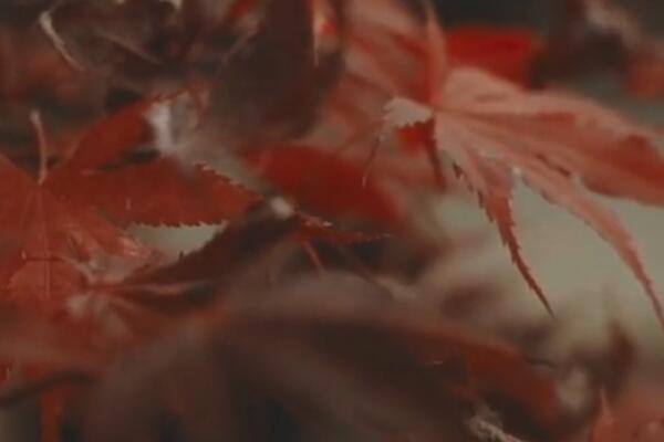 NISTE ZADOVOLJNI GUSTINOM SVOJIH TREPAVICA I OBRVA? Ulje JEDNE biljke REŠAVA STVAR