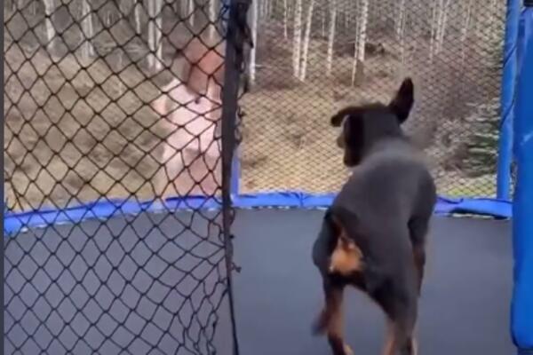 ONI SU PRAVI PRIJATELJI: Ne odustaje od igranja sa svojom malom gazdaricom, pa čak i na trampolini! (VIDEO)