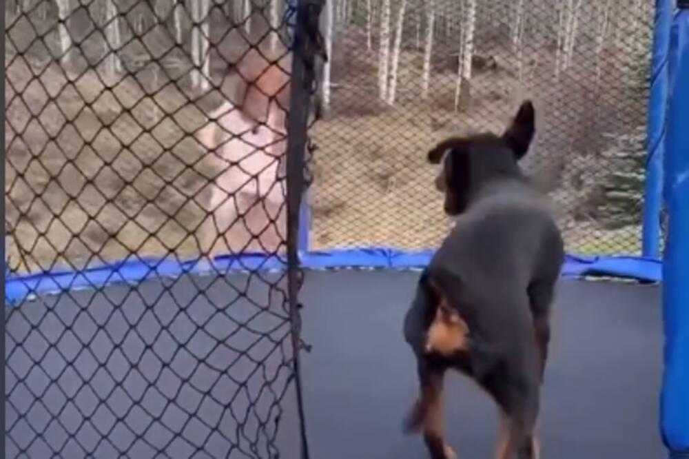 ONI SU PRAVI PRIJATELJI: Ne odustaje od igranja sa svojom malom gazdaricom, pa čak i na trampolini! (VIDEO)