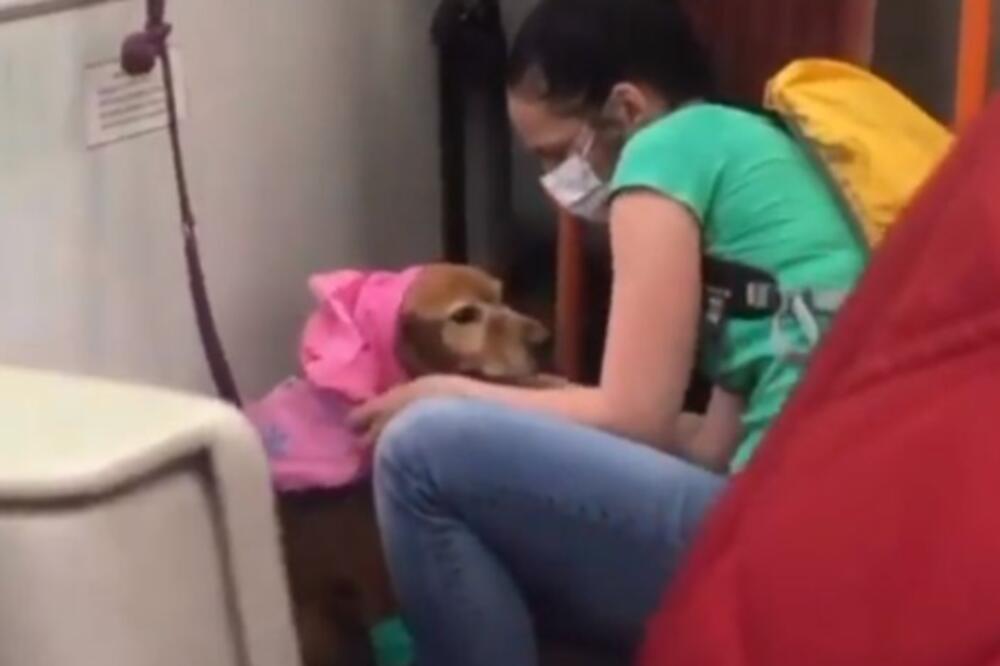 ISPLIVAO SNIMAK IZ BEOGRADSKOG AUTOBUSA KOJI OSTAVLJA BEZ DAHA: U glavnim ulogama devojka i NJEN PAS! (VIDEO)