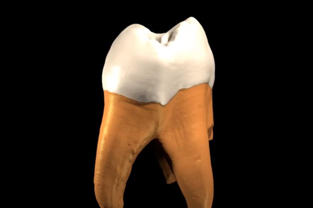 NEVEROVATNO OTKRIĆE! Srpski arheolozi kod Niša iskopali zub star 100.000 godina