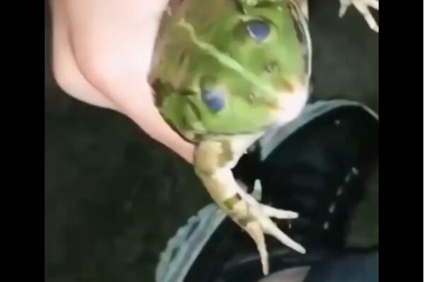 MLADIĆI STIŠĆU ŽABU DOK JOJ NE ISPADNU CREVA KROZ USTA, DEVOJKE SE KIKOĆU I VRIŠTE! Velika BOLEST u Srbiji (VIDEO)