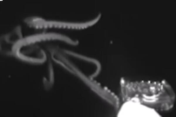 DŽINOVSKA LIGNJA RADI NEŠTO ŠTO DO SADA NIJE VIĐENO: Naučnici otkrivaju detaljnije! (VIDEO)