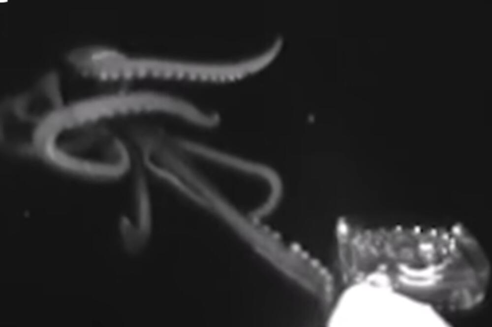 DŽINOVSKA LIGNJA RADI NEŠTO ŠTO DO SADA NIJE VIĐENO: Naučnici otkrivaju detaljnije! (VIDEO)