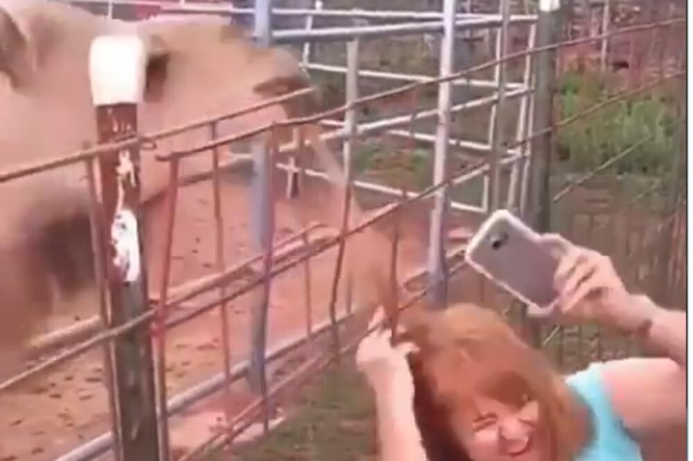 BESNO JE ZAGRIZLA! KAMILA JOJ IŠČUPALA KOSU: Htela da napravi selfi pa joj životinja SAŽVAKALA PRAMEN! (VIDEO)