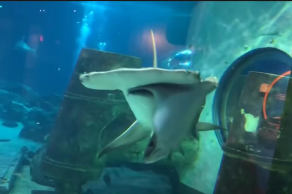 POSETIOCI U AKVARIJUMU ZANEMELI pred JEZIVOM scenom! AJKULA napala RAŽU, onda se sve ZACRVENELO (VIDEO)