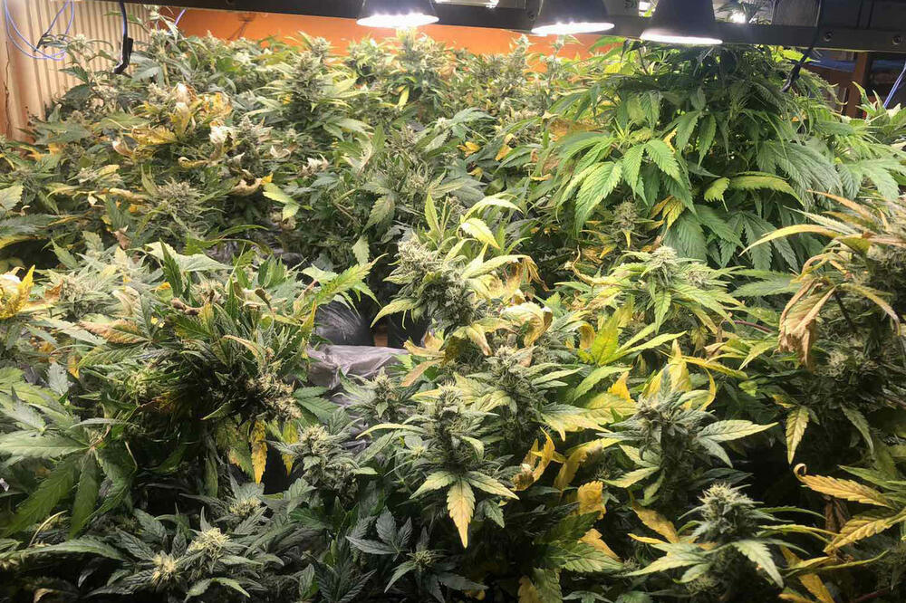 FILMSKA AKCIJA INTERVENTNE JEDINICE! Otkrivena laboratorija droge na Zvezdari (VIDEO)