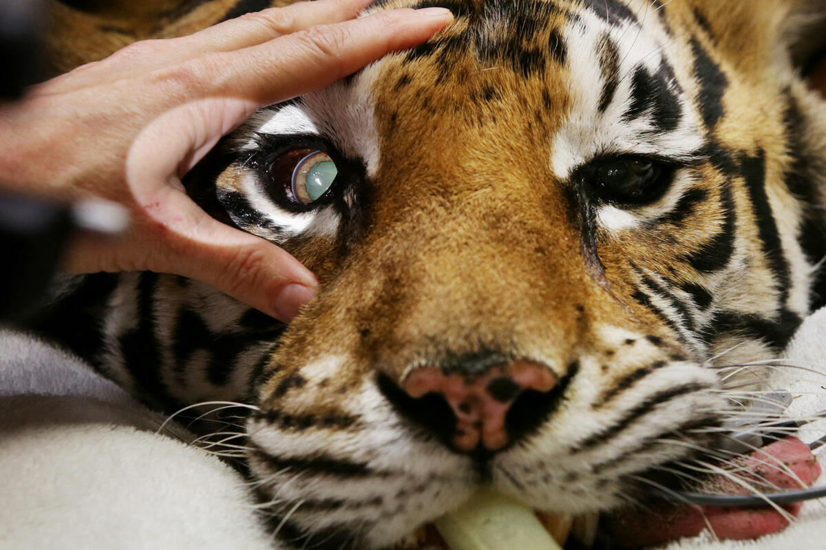 Глаз тигра видео. Тигр глаза. Зрачок тигра. Зрачки тигров. Глаза тигров.