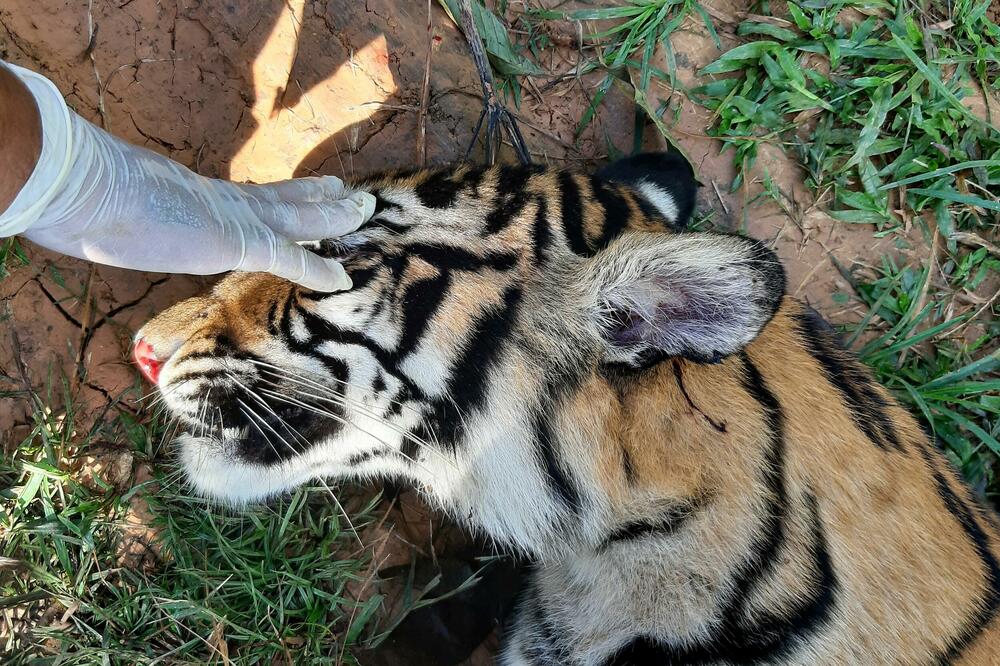 USKORO STIŽE GODINA TIGRA: Prema KINESKOM HOROSKOPU sledi period NEPOVOLJNIH novčanih prilika, evo šta nas ČEKA