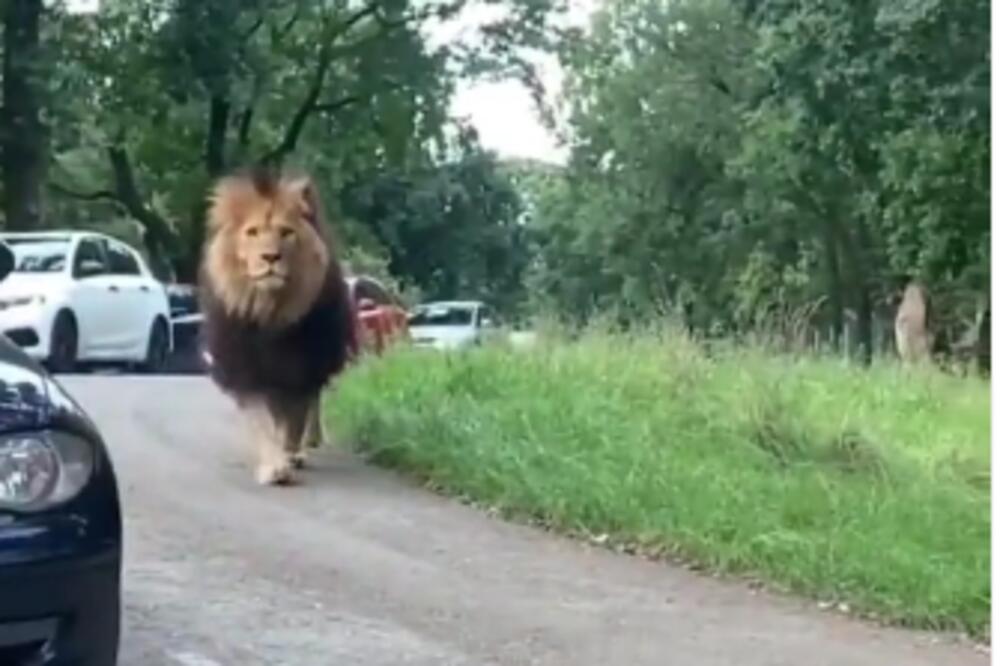 KAKO BISTE VI REAGOVALI U SITUACIJI KOJA PARALIZUJE OD STRAHA? Snimak je obišao svet, ZASTRAŠUJUĆ JE (VIDEO)