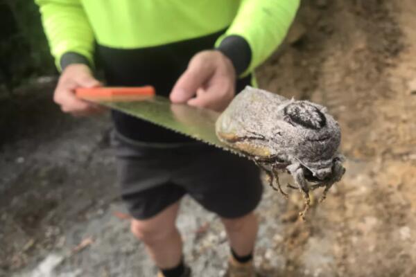 ŠTA JE OVOOOO??? Ne gledajte ako ste osetljivi i gadljivi, NOĆNA MORA! (FOTO)