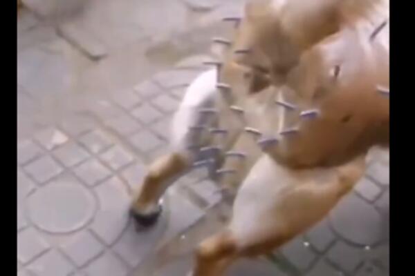 NOVA MODA ZAPALILA INTERNET! Pas nosi "POJAS NEVINOSTI" na sebi, gazda poslao jasnu PORUKU! (VIDEO)