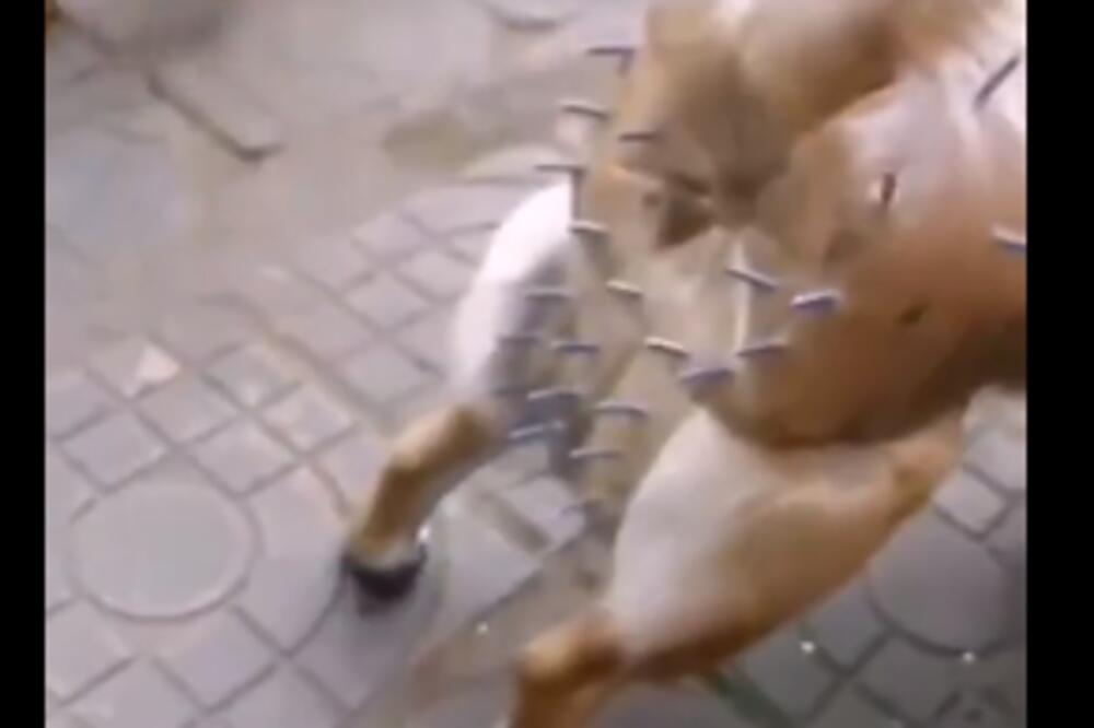 NOVA MODA ZAPALILA INTERNET! Pas nosi "POJAS NEVINOSTI" na sebi, gazda poslao jasnu PORUKU! (VIDEO)