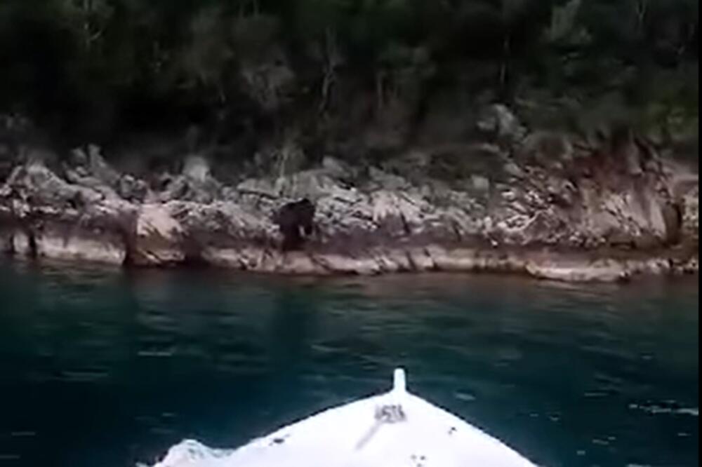 PRIZOR SA JADRANA KOJI SE RETKO VIĐA! Snimljen medved kako pliva u moru nedaleko od Neuma! (VIDEO)
