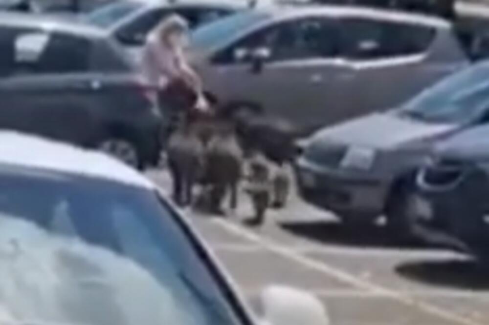 DIVLJE SVINJE JE NE OSTAVLJAJU NA MIRU: Opkolili gospođu i "tražili" da preda sav plen! (VIDEO)