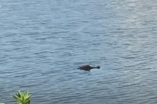 MUŠKARAC SKOČIO U JEZERO I RVAO SE SA ALIGATOROM DA BI SPASIO SVOG PSA: "Udario sam ga u oko!" (VIDEO)