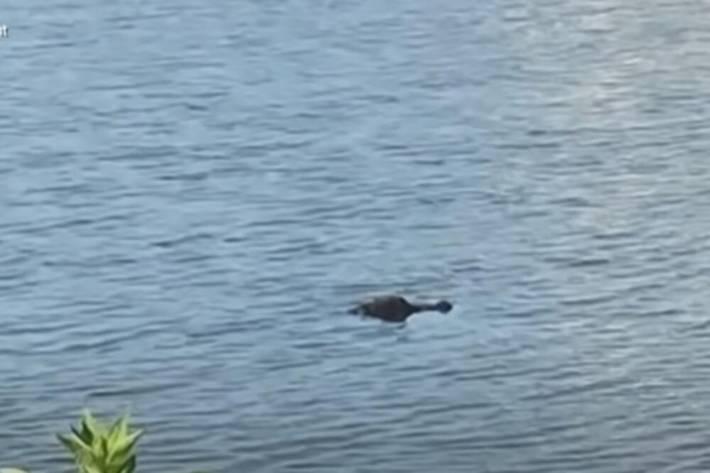 MUŠKARAC SKOČIO U JEZERO I RVAO SE SA ALIGATOROM DA BI SPASIO SVOG PSA: "Udario sam ga u oko!" (VIDEO)