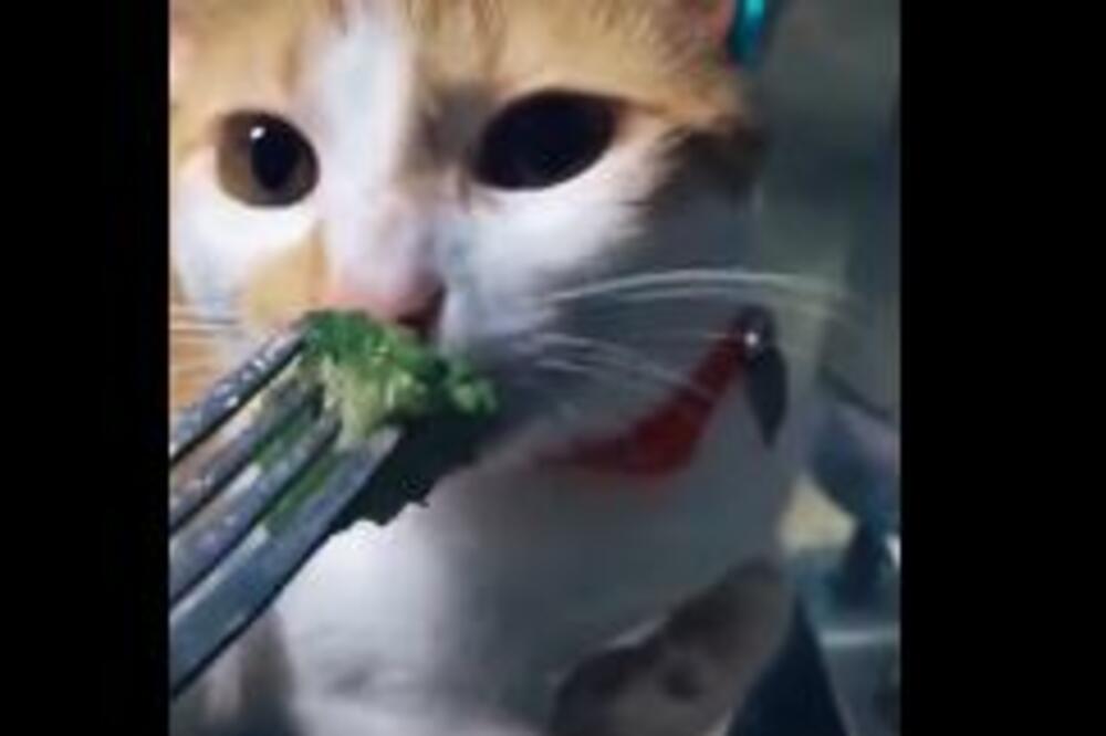 Ponudila joj je BROKOLI, a reakcija ove mačke će vas NASMEJATI od srca (VIDEO)