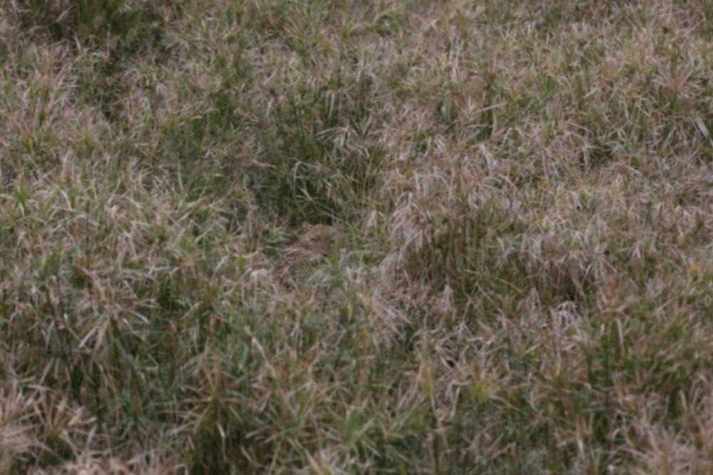 MUP APELUJE DA SE NIKAKO NE SPALJUJU TRAVA I NISKO RASTINJE: Evo kolika je zaprećena kazna!